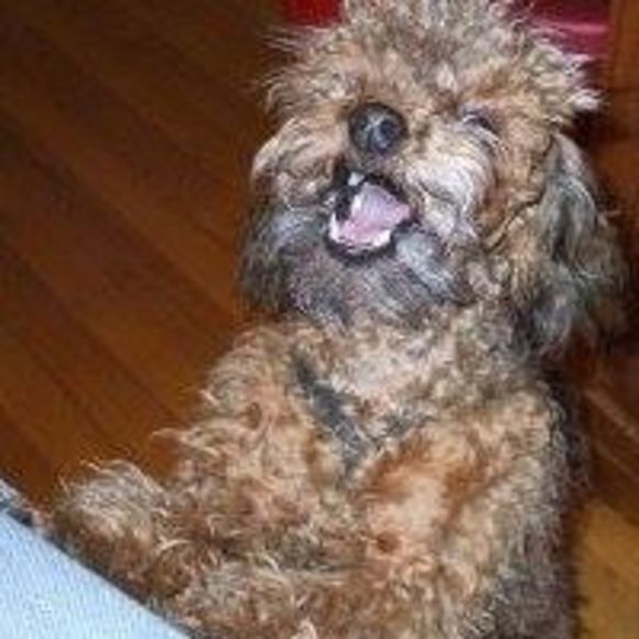 Meet your Posher, Viki - Picture 1 of 1